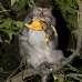monkey_macaque_balinese_mf_ubud_v_1297_bal5018.jpg